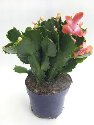 Triana #shlumbergera #zygocactus #flowers #декабрист #шлюмбергера  #зигокактус | Instagram