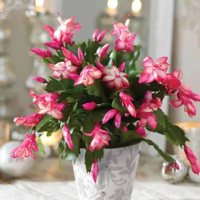 Шлюмбергера (Schlumbergera) желтая Каталог орхидей - фаленопсисов, каттлей,  ванд, дендробиумов со всего мира от интернет магазина Ангелок