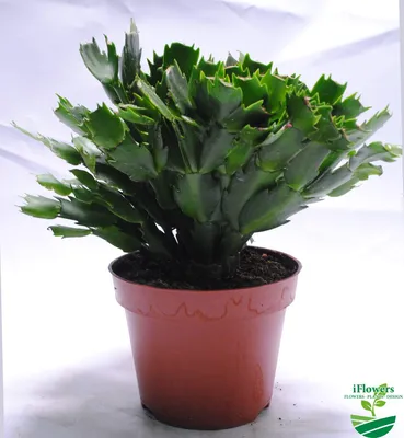 TRIANA — schlumbergera (holiday cacti)