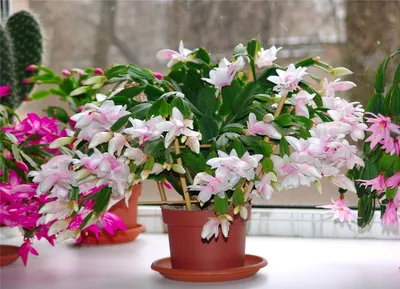 Купить растение Schlumbergera (Шлюмбергера) в питомнике Цитрус Микс |  Растения высокого качества