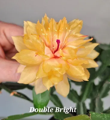 Саженцы декабриста, Шлюмбергера Буклей (Schlumbergera bucklei) Р9  (ID#1051232405), цена: 45 ₴, купить на Prom.ua