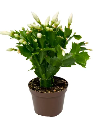 LORELEI — schlumbergera (zygocactus)