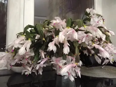Шлюмбергера. Купить Шлюмбергера в Киеве, Украина, Доставка | iFlowers