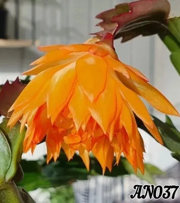 Шлюмбергера Микс 🌼 купить в Москве недорого с доставкой - GoodFlora