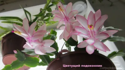 Шлюмбергера розовая