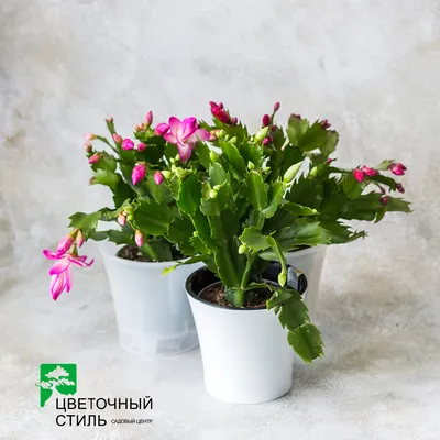 Шлюмбергера бело-розовая, цена в Санкт-Петербурге от компании Вилла-планта  (садовый центр и питомник растений, ландшафтное бюро)
