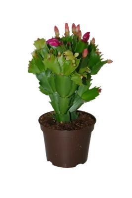 шлюмбергера Amazonas Brazil - Land Flowers