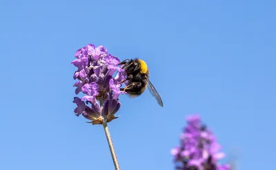 Шмель Садовый Bombus - Бесплатное фото на Pixabay - Pixabay