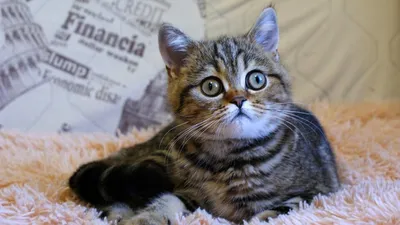 Шотландская кошка страйт - милое фото в хорошем качестве