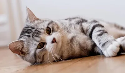 Кошачья красота: Шотландская кошка страйт на фото