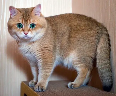Уникальные фото Шотландской кошки страйт в разных форматах