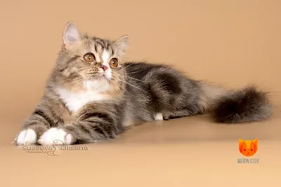 Фото Шотландской кошки страйт в высоком разрешении для скачивания