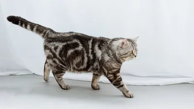 Шотландская кошка страйт - изображение, придающее стиль веб-сайту