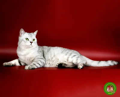 Шотландская кошка страйт - фотографии, передающие ее неповторимую красоту