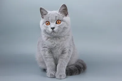 Шотландская кошка страйт - фото, создающее атмосферу уюта