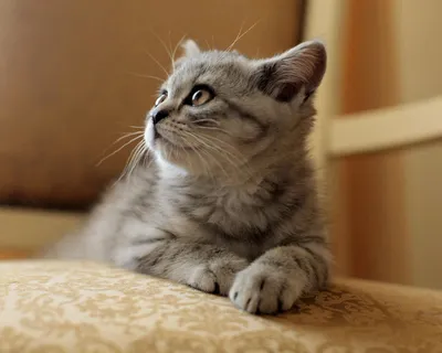 Шотландская кошка страйт - обаятельное изображение для скачивания