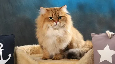 Шотландская кошка страйт - изображение, олицетворяющее идеальную композицию