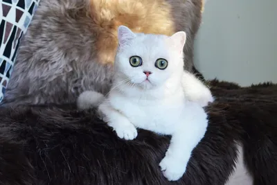 Шотландская кошка страйт - фото, переносящее нас в мир мягкости