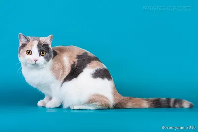 Фото Шотландской кошки страйт, отражающее ее прекрасные черты