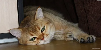 Шотландская кошка страйт на фото - идеальная композиция красок