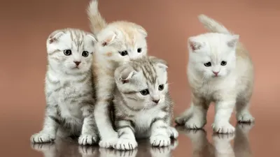 Шотландская кошка страйт - обаятельное изображение для скачивания. Форматы: jpg, png, webp.