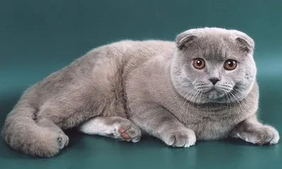 Милый котик породы Шотландская кошка