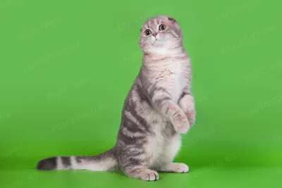 Шотландская кошка: очарование в каждом пикселе