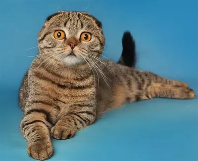 Улыбающаяся Шотландская кошка: прекрасное настроение на весь день