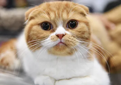 Фото Шотландской кошки: каждый миг запечатлен в деталях