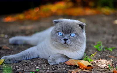 Шотландская кошка: прекрасный выбор для любителей котиков