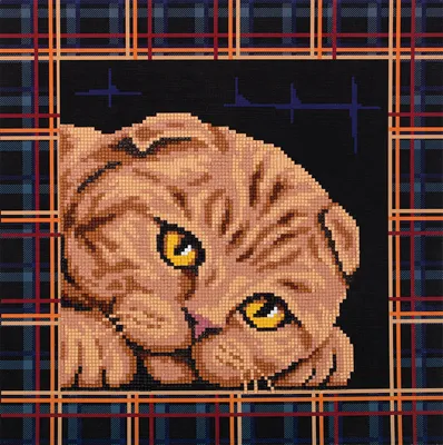 Шотландская кошка: чудесное совершенство природы