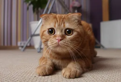 Прекрасная Шотландская кошка: загадочная красота