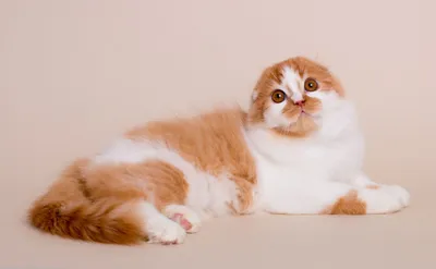 Шотландские длинношерстные кошки развлекаются с игрушками
