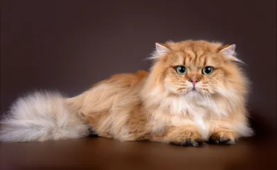 Шотландские длинношерстные кошки в красивых цветовых сочетаниях