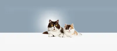 Шотландские длинношерстные кошки лежат на ковре в спальне 