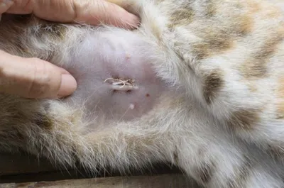 Шов после стерилизации кошки