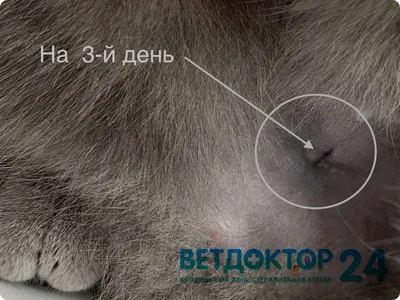 Фотография шва после стерилизации кошки с возможностью скачать в png