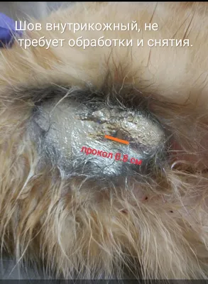 Шов после стерилизации кошки: изображение со словами Фото, картинки, изображения