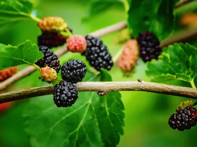 Шовковиця – смачні плоди тутового дерева: основні правила вирощування