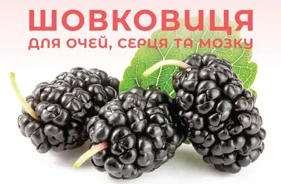 Шелковица штамбовая плакучая черная купить в Украине с доставкой | Цена в  Svitroslyn.ua