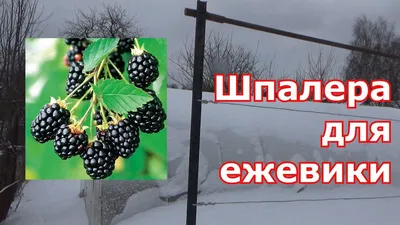 Шпалера для ежевики и голубики от завода Гефест, шпалеры для ежевичных  кустов, оцинкованные столбы для ежевичного сада по оптовым ценам с доставка  и монтаж, установка шпалерных полей