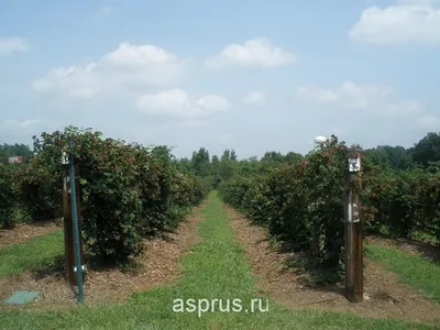 Шпалера для винограда своими руками