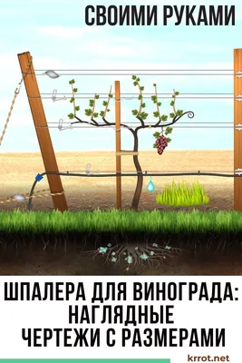 Блог про виноград Киушкина Николая: Шпалера и формировка винограда. Виды  шпалер.