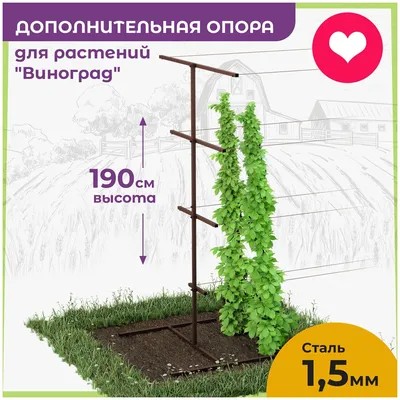 Шпалера Для Ежевики - 68 фото и картинок