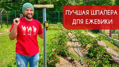 Шпалера \"Для винограда\" купить в Москве
