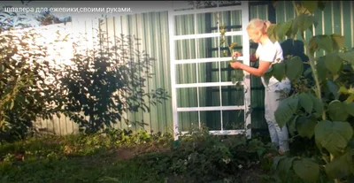 Самая удобная шпалера для ежевики и малины. | Зелёные пальцы | Дзен