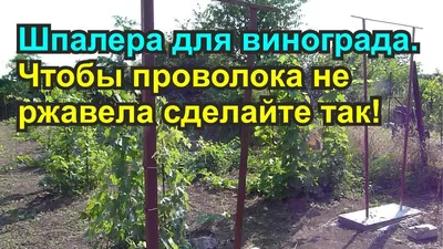 Шпалерные деревья и кустарники: виды опор и способы выращивания шпалерного  сада