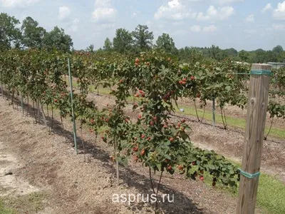 Двух плоскостная шпалера стандарт (тип F) | Обустройство и обслуживание  виноградников