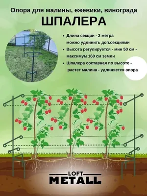 Промышленное выращивание ежевики | АППЯПМ