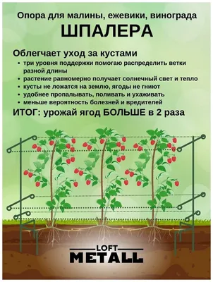 Опора-шпалера \"Найди\" для малины, растений, цвет зеленый, 1200х480х15 мм, 2  шт.: купить, заказать, цена, фото » Садовые ограждения из металла - Просто  Полезно